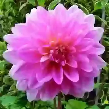 Waterlily Dahlias